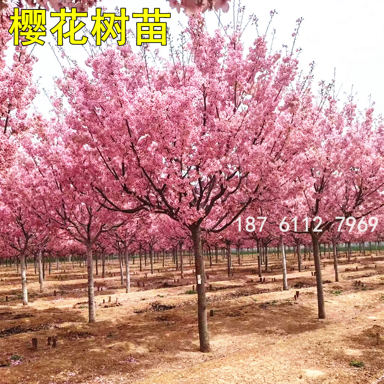 日本樱花树苗庭院大型别墅地栽盆