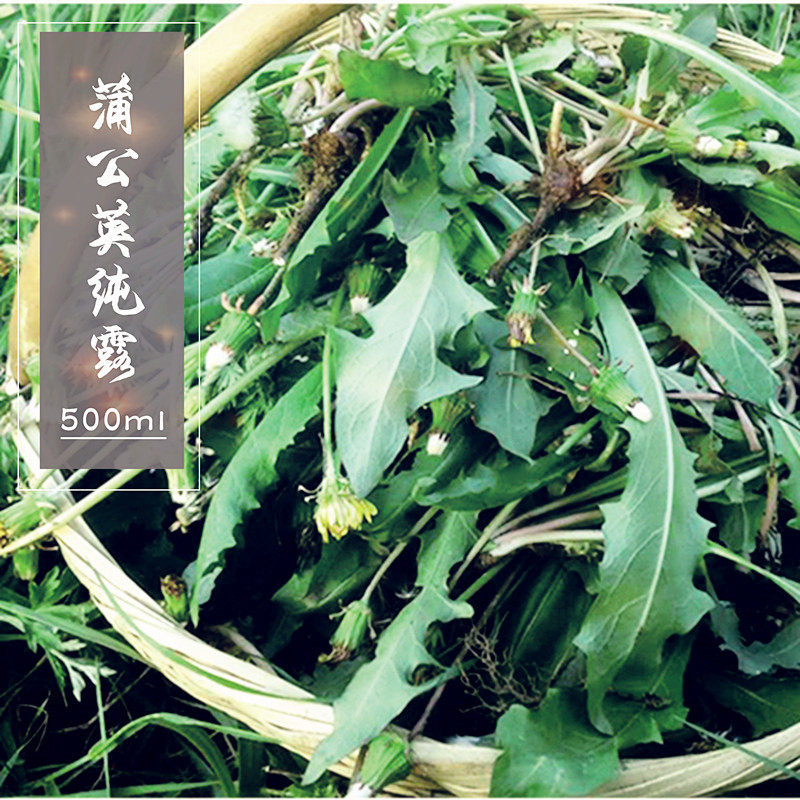 野生高浓蒲公英纯露500ml 修红痘痘肌肤火新鲜滋润饱和嫩白粉刺,美容护肤/美体/精油,纯露/花水,淘宝优惠券,粉丝福利购,淘宝优惠卷