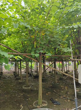 羊蹄甲、宫粉紫荆 福州花卉租摆、百步园艺