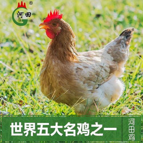 新鲜农家散养长汀河田鸡