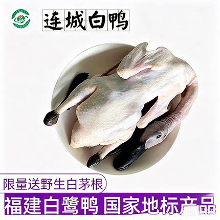 连城白鸭农家散养300天新鲜老鸭土鸭子水鸭汤黑嘴鸭白鹜鸭肉整鸭