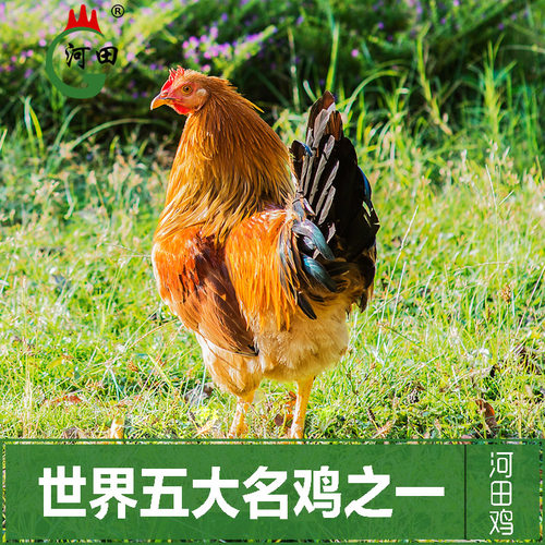 长汀阉公鸡300天农家散养土鸡