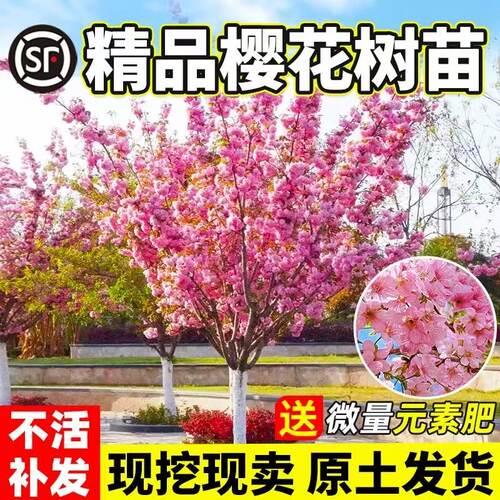樱花树苗嫁接樱花苗庭院绿化