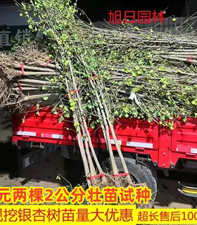 金叶银杏树苗白果活苗庭院别墅绿化苗木行道树银杏大树南北方种植