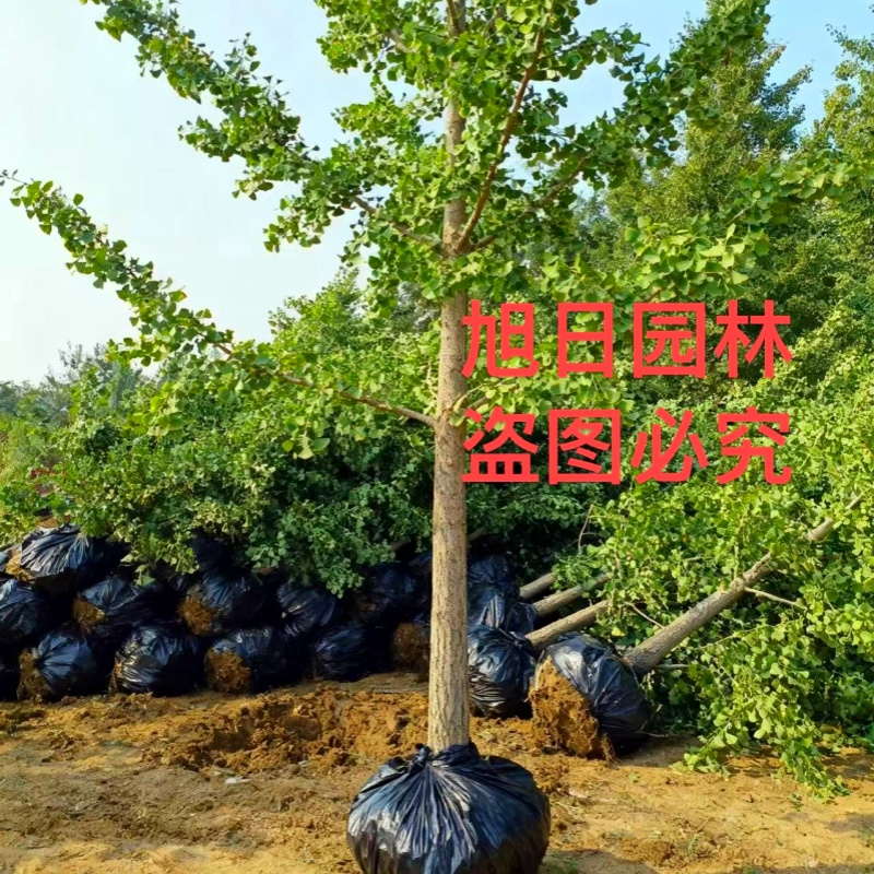 银杏树活苗白果庭院占地绿苗