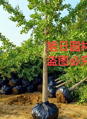 银杏树活苗白果庭院占地绿化苗木行道树金叶银杏大树南北方种植