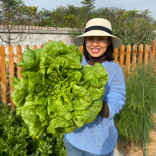 散叶生菜易种植 阳台菜园四季 大速生菜种子 生菜种子 播