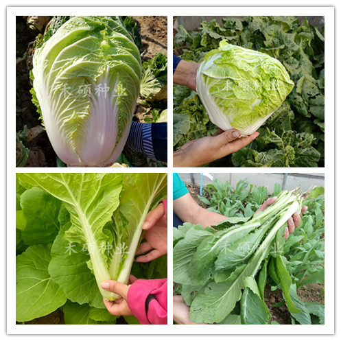 种植大白菜价格 种植大白菜图片 星期三 种植大白菜价格 种植大白菜图片 星期三