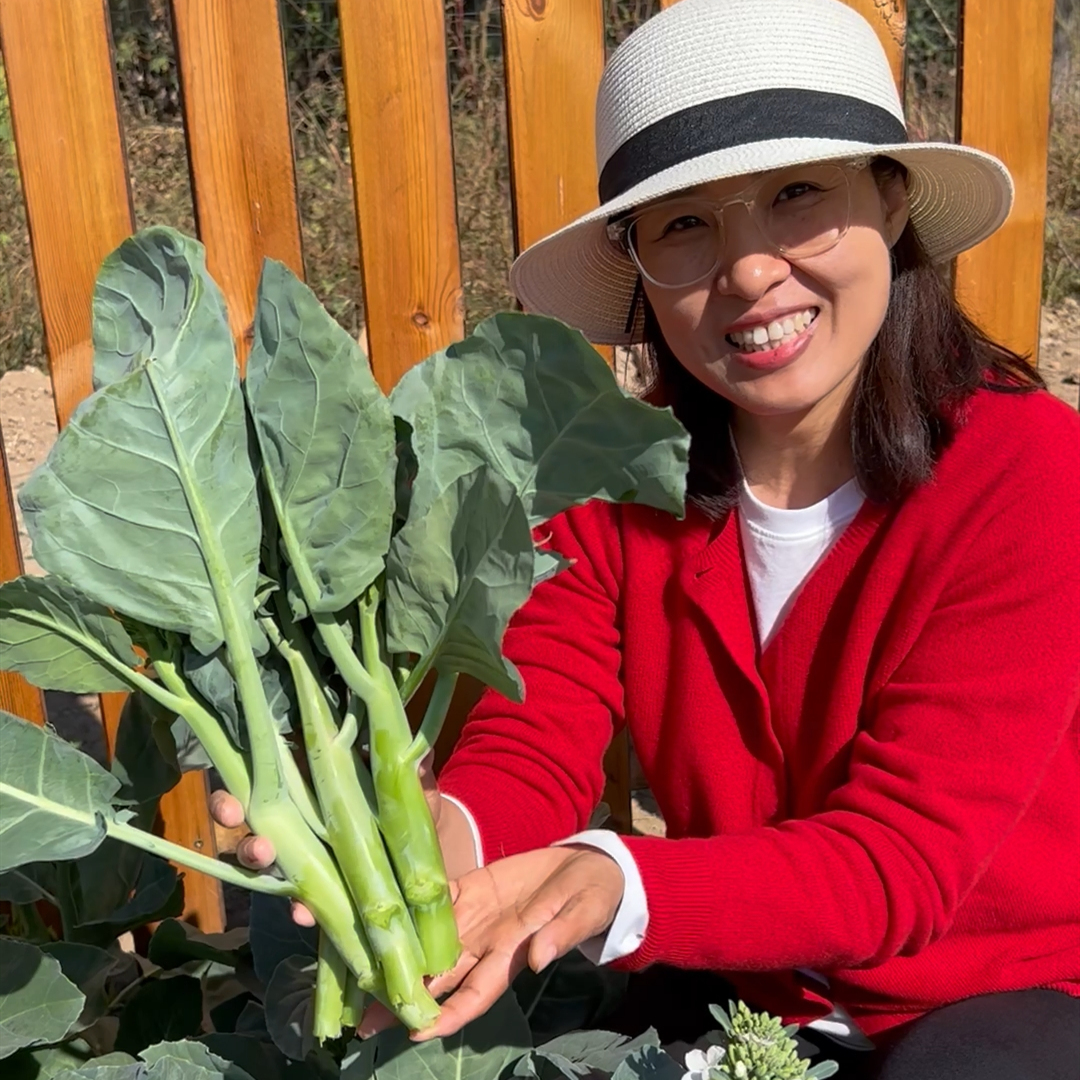 芥兰种子脆甜芥蓝种籽蔬菜种子阳台家庭种大田盖菜种籽