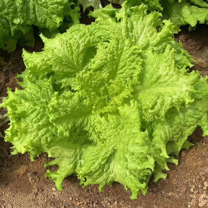 耐热生菜种子 皱叶生菜种子 晚抽苔中早熟夏季生菜种子