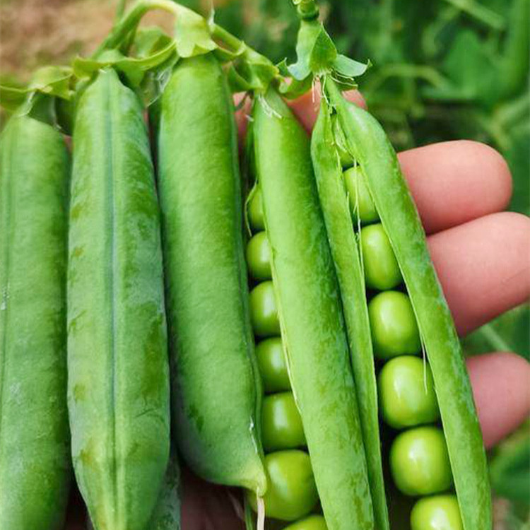 甜豌豆种子甜脆豌豆种籽孑四季蔬菜种籽大荚碗豆种籽蔬菜冬季