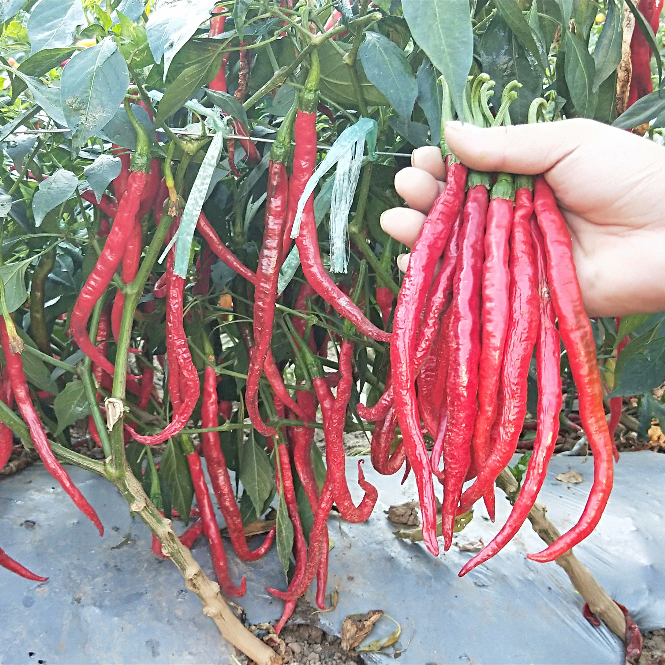 二荆条辣椒种子 川椒特色品种线椒种子香 辣味浓 产量高可做干辣