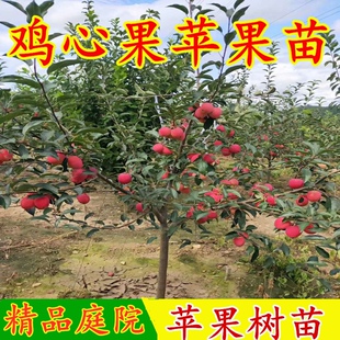 新品种K9鸡心果树苗盆地栽锦绣海棠小苹果苗嫁接苗南北方庭院种植