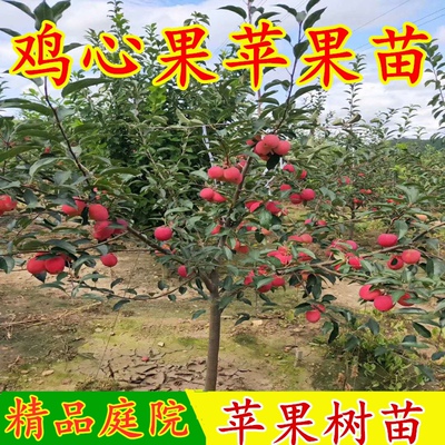 新品种K9鸡心果树苗盆地栽锦绣海棠小苹果苗嫁接苗南北方庭院种植