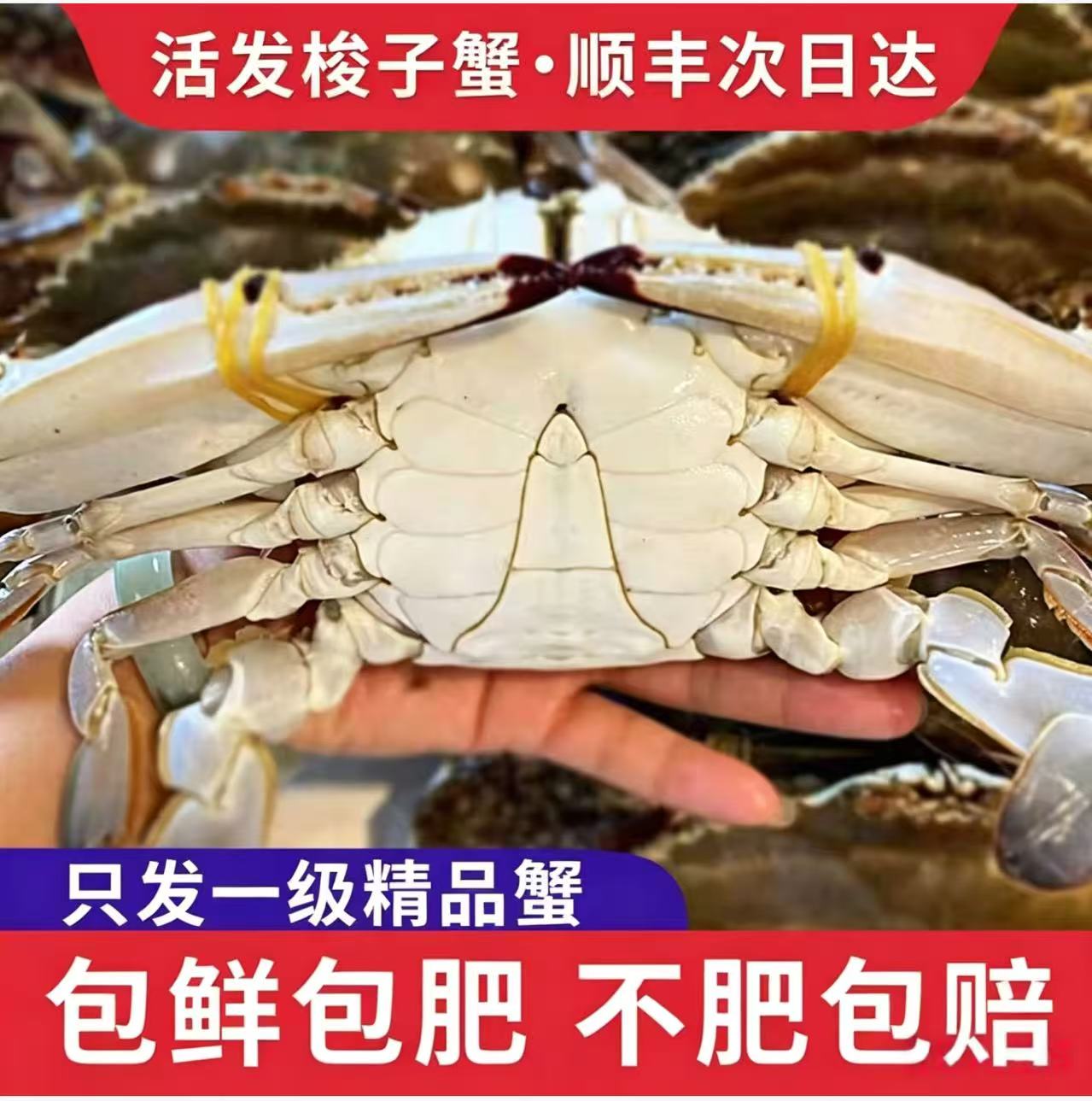 【保鲜不保活】舟山梭子蟹特大海蟹新鲜螃蟹白蟹水产顺丰海鲜公蟹