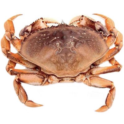 珍宝蟹鲜活面包蟹特大超大螃蟹海鲜水产进口新黄金蟹公母
