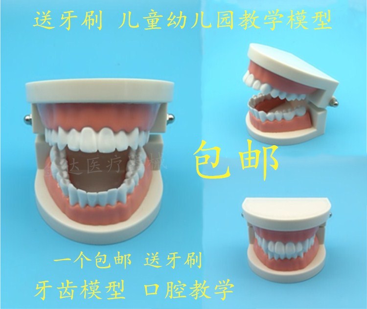 牙科牙齿模型儿童教学模型假牙模口腔护理设备礼盒