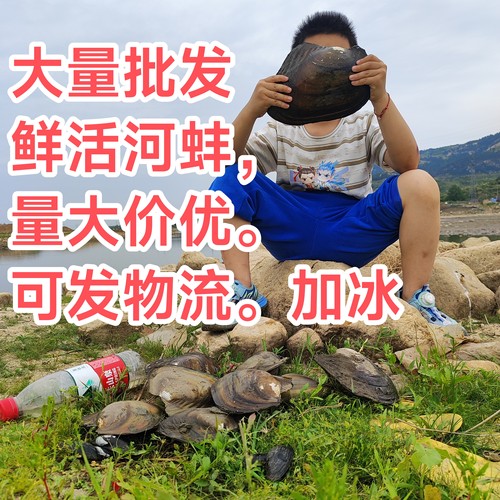 批发物流，鲜活河蚌，淡水贝壳河贝，大河蚌，食用河蚌