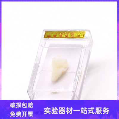 教学仪器标本生物标本