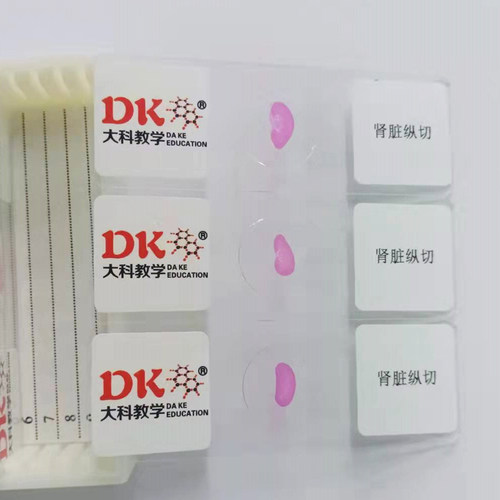 肾脏纵切生物玻片标本中小学专用