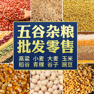 五谷杂粮批发 红高粱 豌豆大麦小麦玉米青稞黄谷子稗子糯高粱稻谷