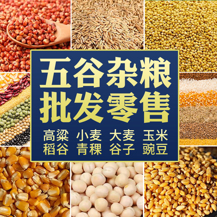 五谷杂粮批发 红高粱 豌豆大麦小麦玉米青稞黄谷子稗子糯高粱稻谷