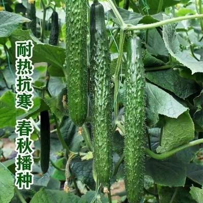 津研四号刺黄瓜种子老品种绿皮绿心青瓜种子高产抗病商品性好种籽