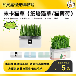 未卡猫草猫薄荷无土有机纸培天然种植猫草去毛球清新口气补充营养