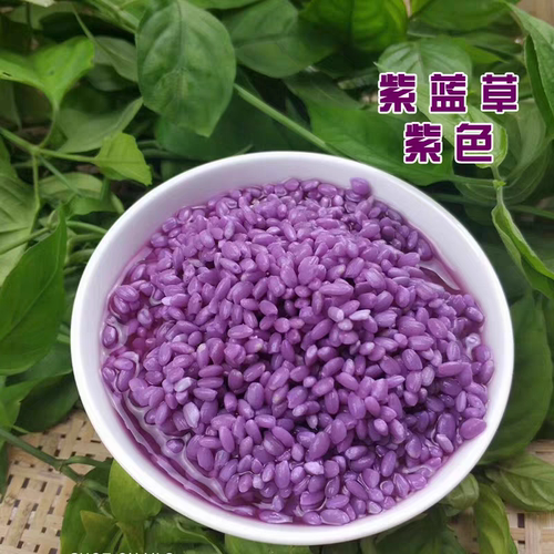 紫蓝叶新鲜正宗紫蓝草广西三月三五色糯米饭植物染料紫色