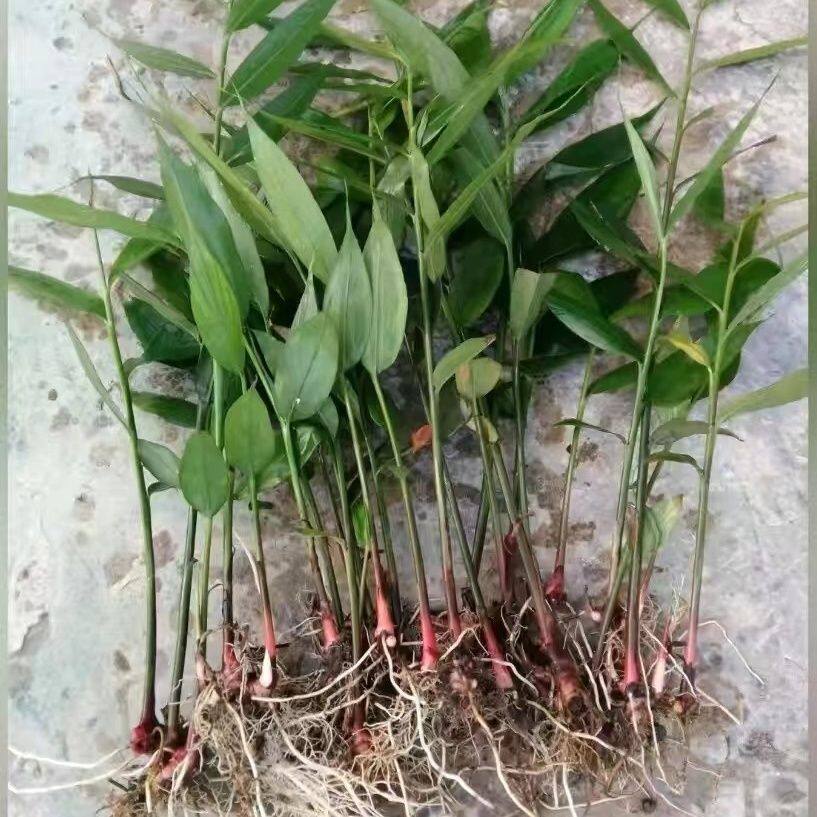 小叶香姜山姜土香姜山姜苗包粽子炖汤专用香味新鲜山姜苗姜叶姜头