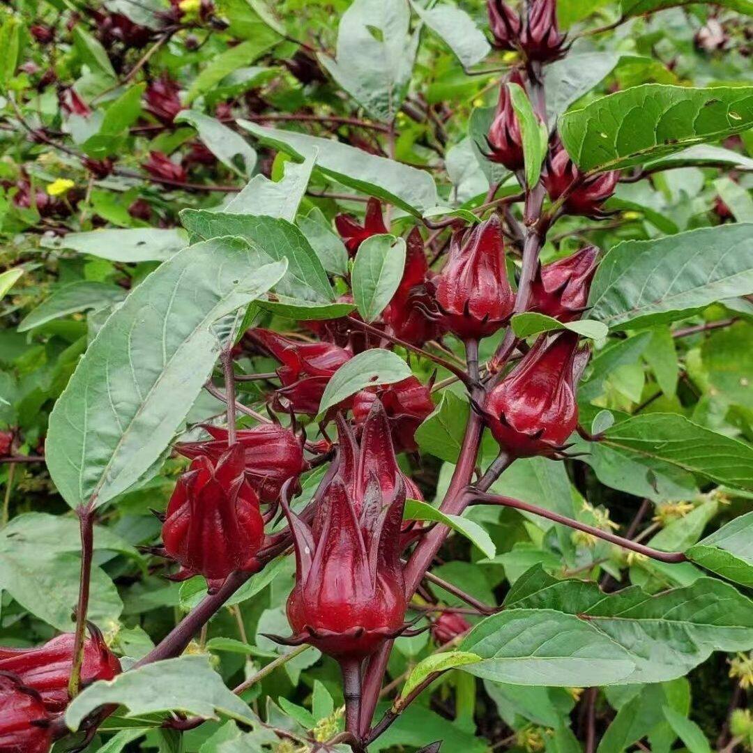 广西新鲜现摘洛神花新鲜红桃k花莲雾