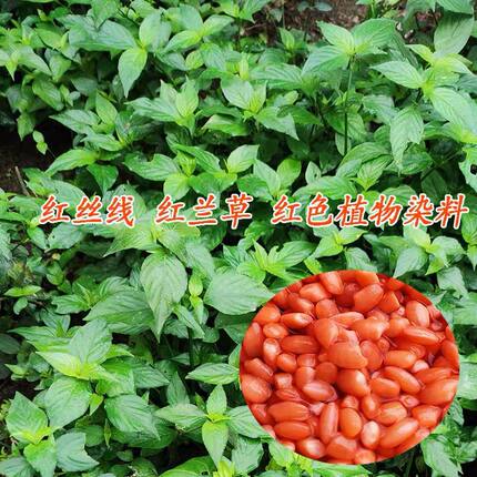 广西五色糯米饭红色植物染料红蓝草红丝线毛红兰七彩糯米饭花米饭
