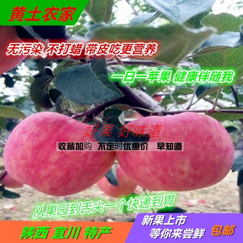 陕西延安宜川壶口红富士苹果12斤80-85㎜新鲜水果非洛烟台现摘