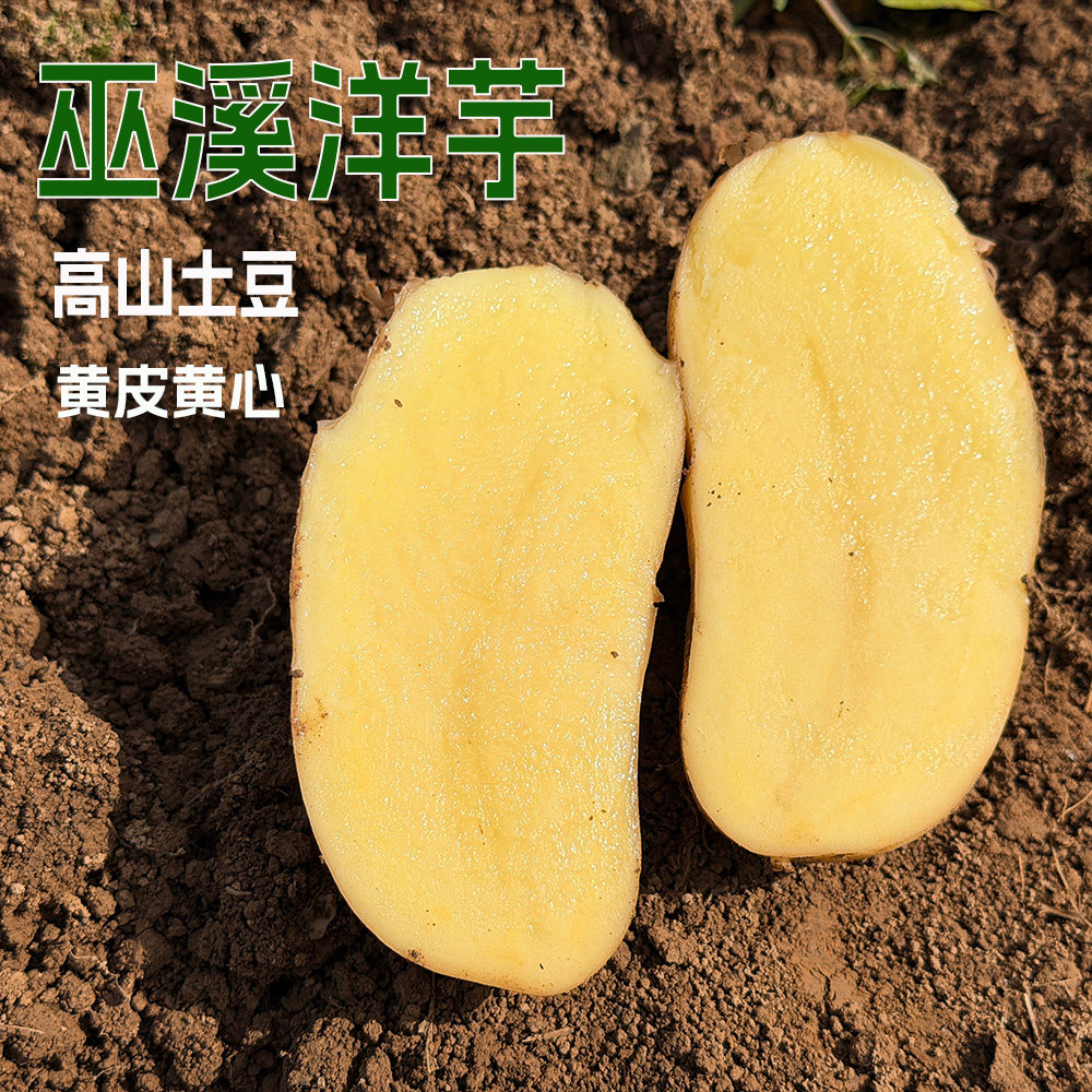 2026年巫溪高山土豆面洋芋5斤包邮黄皮黄心新鲜自种