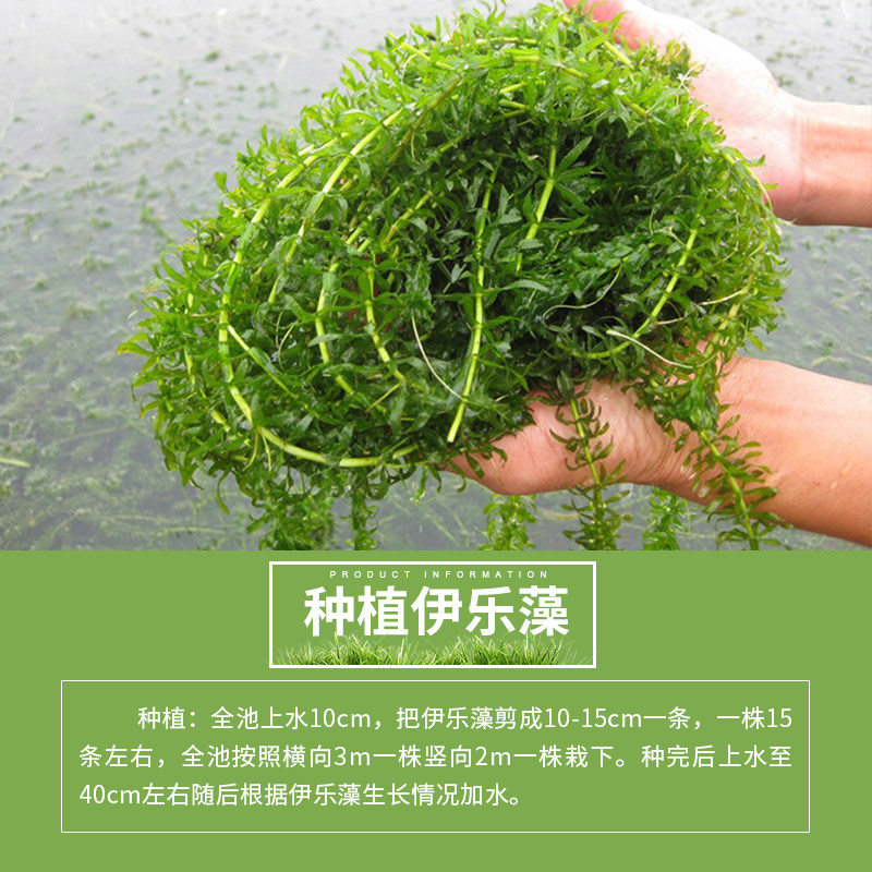 伊乐藻吃不败成草小龙虾鱼蟹养殖水草芽孢种籽活体净化水质包邮