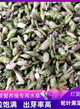 轮叶黑藻芽孢芽苗草籽水草耐高温水草淡水灯笼泡小龙虾螃蟹养殖