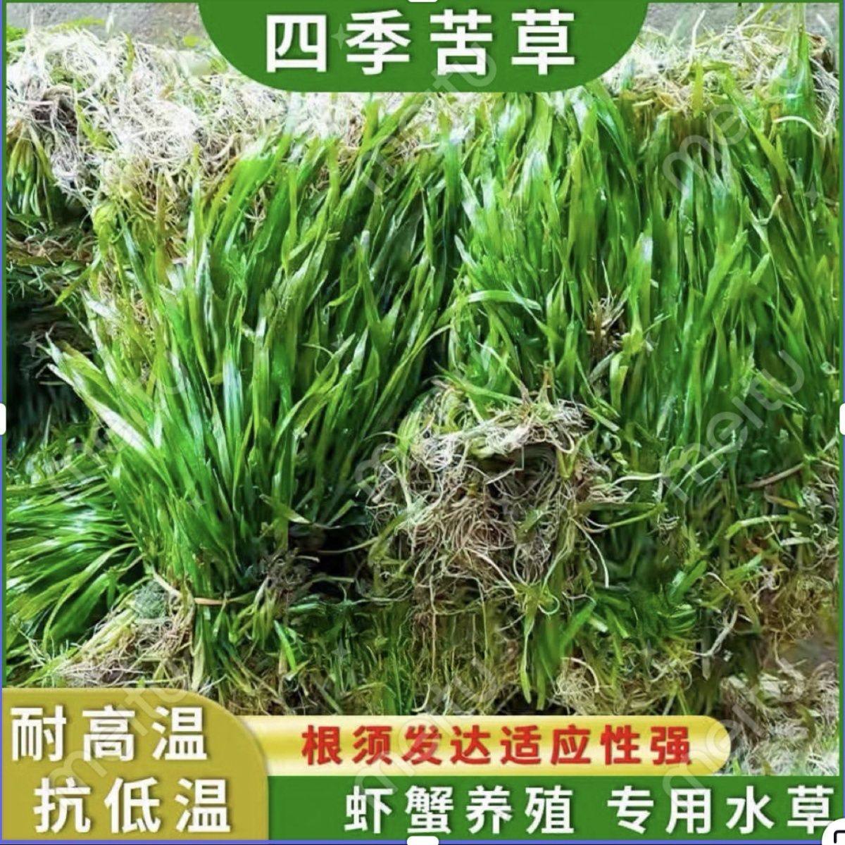 四季青短叶矮生苦草水草种籽扁担草小龙虾蟹养殖净化淡水鱼池植物,宠物/宠物食品及用品,水草,淘宝优惠券,粉丝福利购,淘宝优惠卷