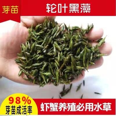 轮叶黑藻水草芽孢养殖耐高温