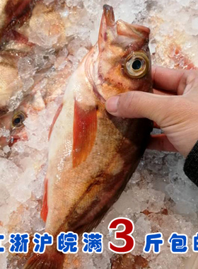 石浦海鲜   深海新鲜大眼鲷红石斑鱼  肉质细嫩很剔  难得碰到