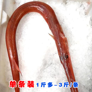 高新鲜度可日料刺身 东海红烟管鱼/马鞭鱼/长鸭嘴鱼 单条链接