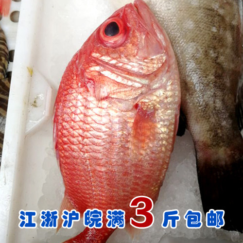 石浦海鲜 深海红将军鱼红丁甲 灯笼鱼  刺身好鱼