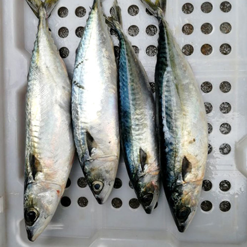 石浦海鲜  东海新鲜青占鱼青花鱼 鲜度非常好  5两-1斤左右/条