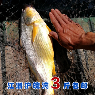 石浦海鲜 东海新鲜圆头黄三鱼 黄姑鱼 高档好鱼 不是经常有