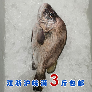 石浦海鲜 东海野生包公鱼18枚鱼十八枚 肉嫩鲜美 新鲜冻发