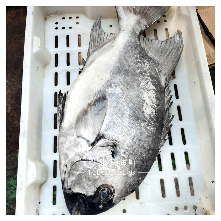 新鲜度一流  渔山岛大石鲷鱼/条石鲷鱼   可刺身   这条6斤左右