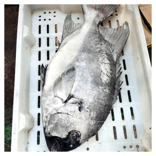 新鲜度一流  渔山岛大石鲷鱼/条石鲷鱼   可刺身   这条6斤左右