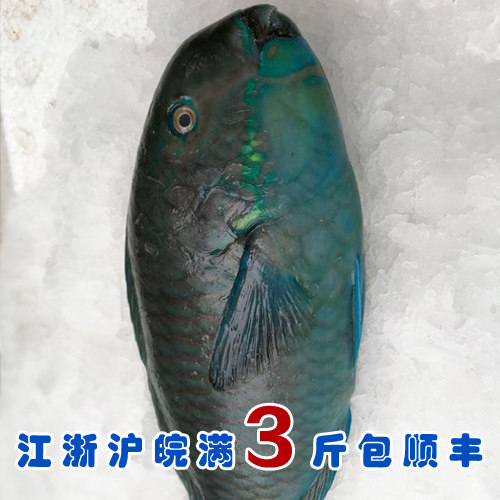 石浦海鲜   新鲜海捕深海鱼鹦鹉鱼青衣鱼  好货  难道碰到