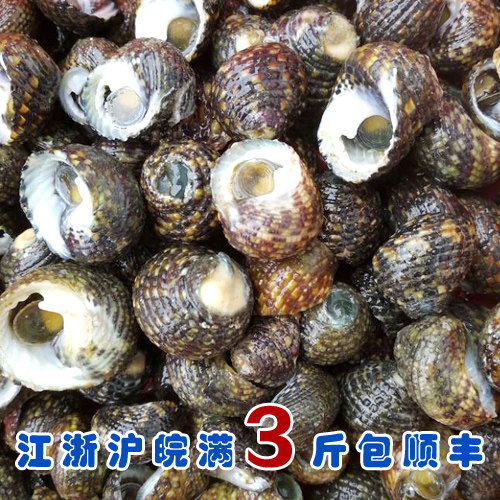 石浦海鲜  野生鲜活芝麻螺   尾巴剪好  炒起来很香 500g