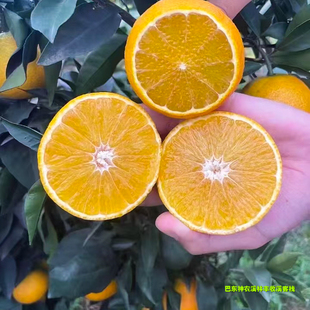 湖北宜昌新鲜橙子果冻橙爱媛甜橘果园现摘产地直发水果净9斤包邮