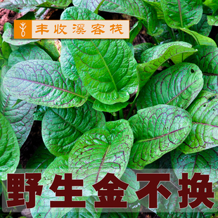 湖北恩施巴东中草药金不换人参三七田种子常绿耐寒易种植物带根叶